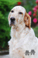 Setter Anglais DESIANENSIS DONNER Setter Anglais DESIANENSIS DONNER